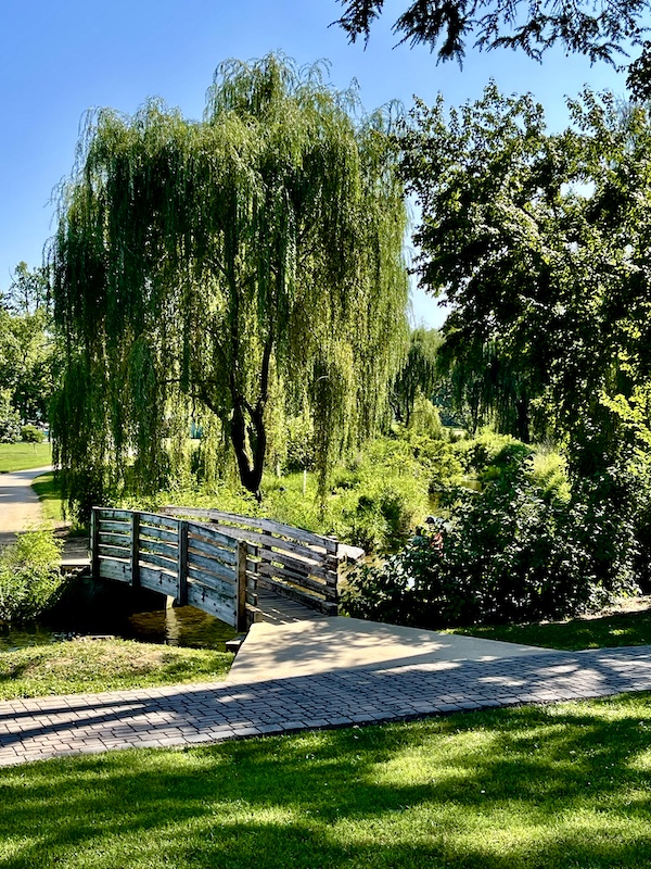 Tall weeping willow tree, lawn and arched footbridge at the Malcolm Gross Rose Garden