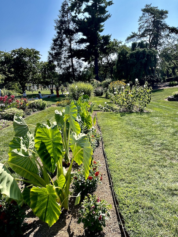 Rectangular garden of plants with giant elephant ear shaped leaves at the Malcolm Gross Rose Garden