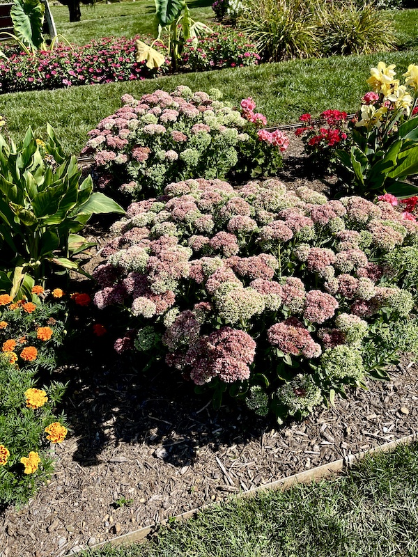 Flower beds with pink and white hydrangeas in bloom at Malcolm Gross Rose Garden