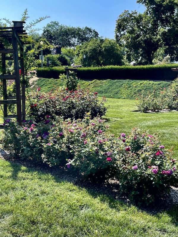 Row of pink rose bushes in bloom at the Malcolm Gross Rose Garden