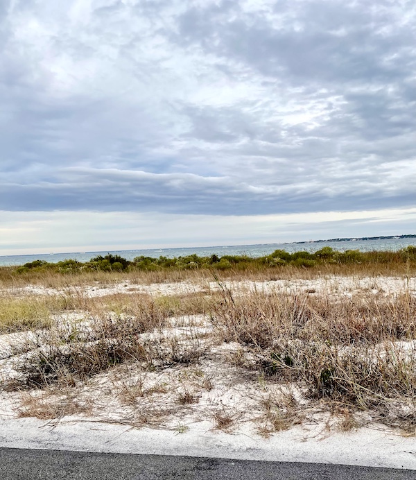 Reeds and sea bushes growing in the sand along the gulf shore of Fort Pickens Pensacola Florida