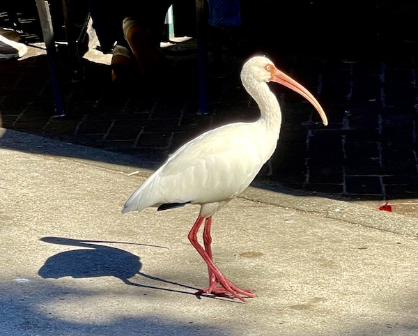 White American Ibis standing by our table while we were Sharing Sculpture Garden with Friends