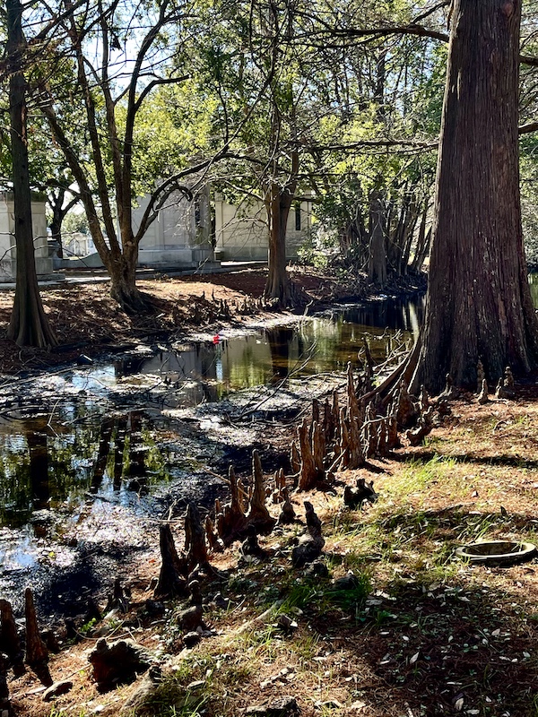 Creek lined with trees and Cypress knees on grounds of Historic Metairie Cemetery Louisiana