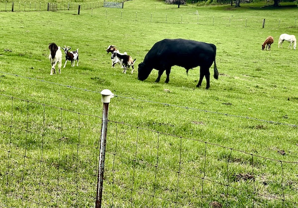 Cows and goats grazing in a field.