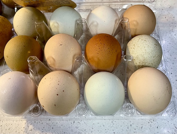 Container of a dozen eggs of varying colors.