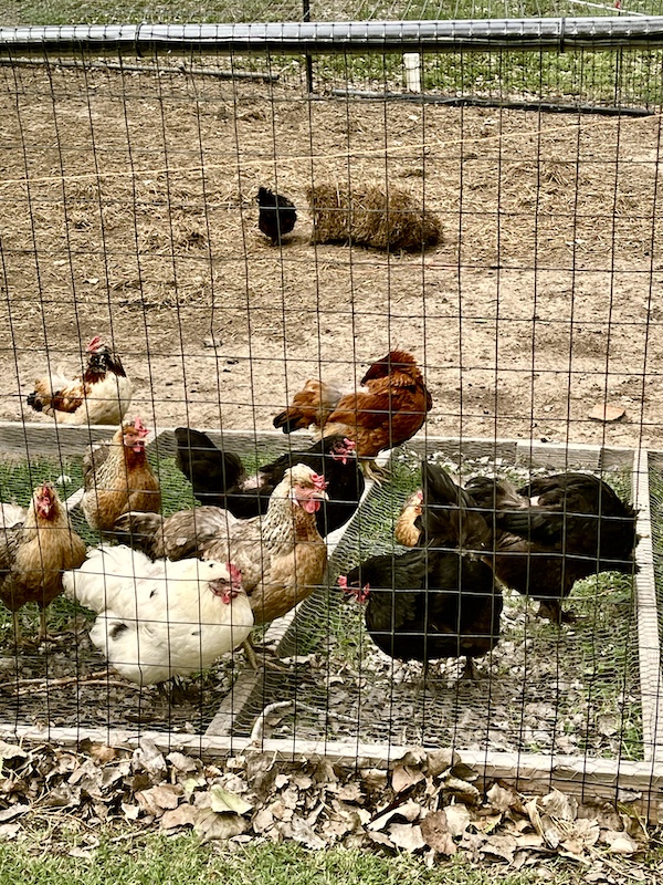 Chickens of all colors have free roam at our campground.