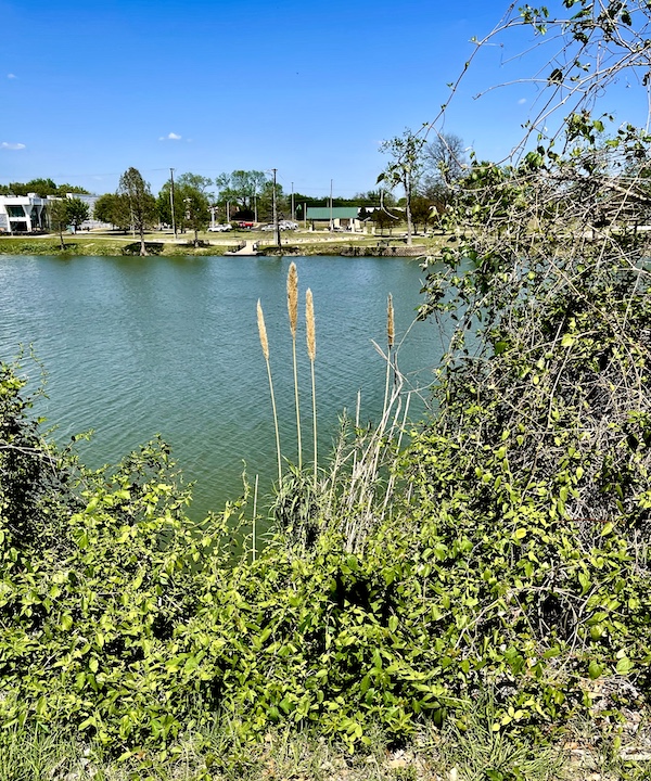 Brazos riverbank with reeds and other landscapes at Indian Springs Park Waco Texas