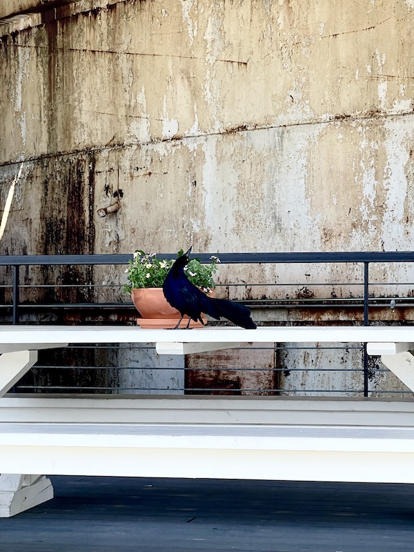 Black crow perched in front of one of the silos at The Silos Waco Texas