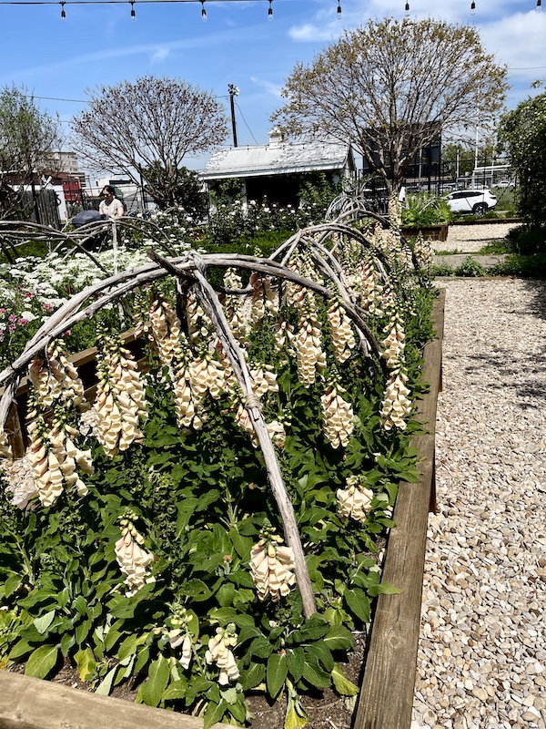 White bell shaped flowers in the garden at The Silos Waco Texas