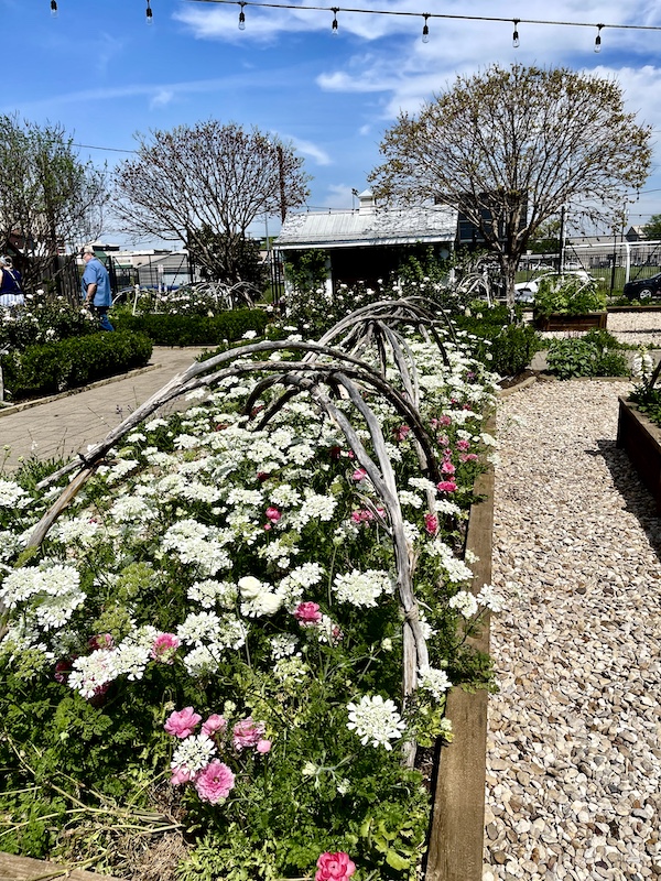 A flower bed filled with pink and white geraniums at The Silos Waco Texas