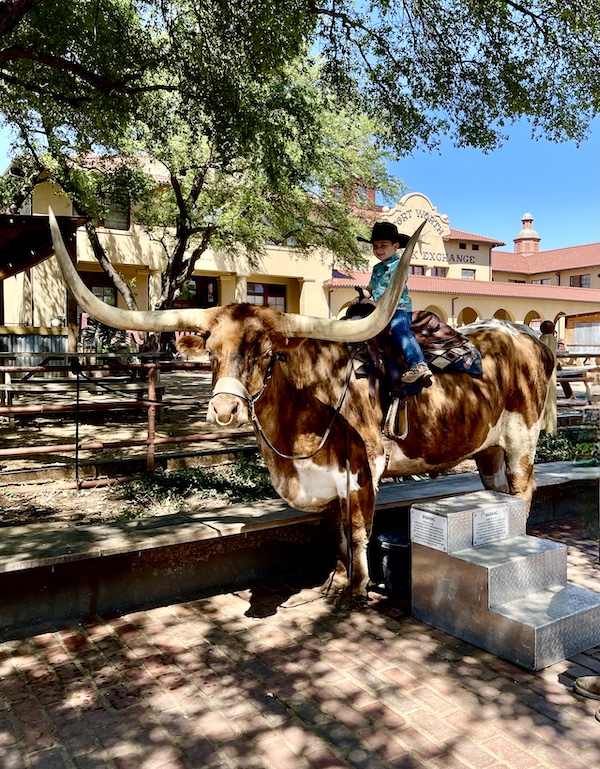 Little boy with blue shirt and cowboy hat sitting atop a brown and white Texas Longhorn at The Stockyards Fort Worth Texas