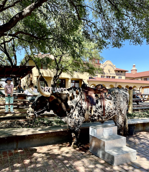 Large brown and white Texas Longhorn with steps leading up to his saddle at The Stockyards Fort Worth Texas