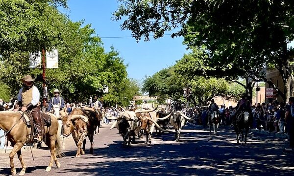 Herd of Longhorns being led up the street at The Stockyards Fort Worth Texas