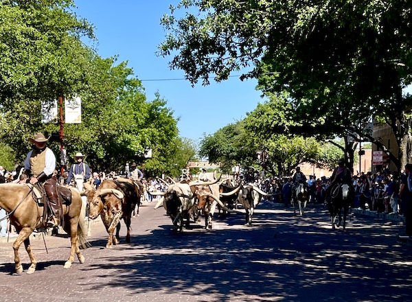 Herd of Longhorns being led up the street at The Stockyards Fort Worth Texas