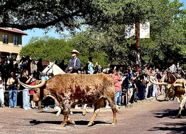 Cowboy on horseback with 2 longhorns on the drive at The Stockyards Fort Worth Texas