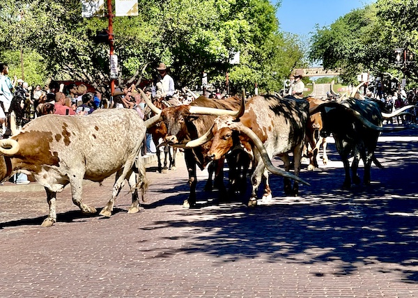 Longhorn horns so long they practically touch the ground at The Stockyards Fort Worth Texas