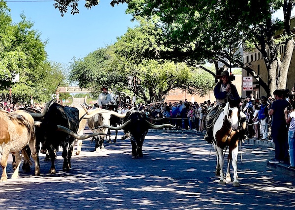 Cowboy on horseback on right of cattle about to turn a corner at The Stockyards Fort Worth Texas