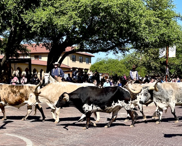 The last of the longhorns round the bend to the The Stockyards Fort Worth Texas