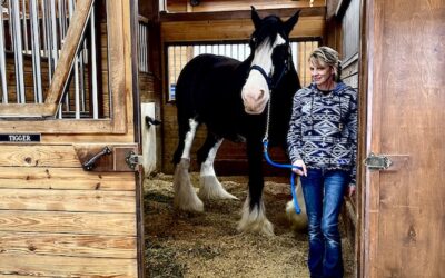 Express Clydesdales Yukon Oklahoma