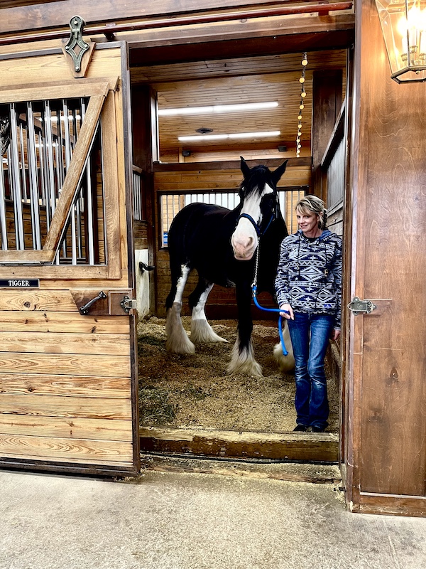 Gorgeous black and white Express Clydesdale being led out of his stall.