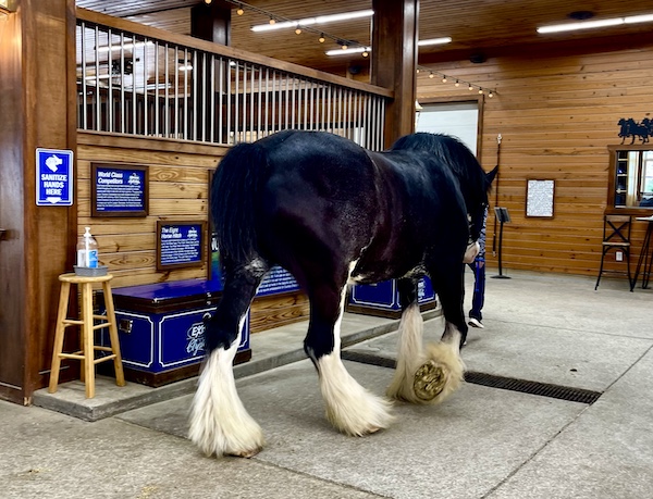 Huge horse being lead by female trainer at Express Clydesdales Yukon Oklahoma