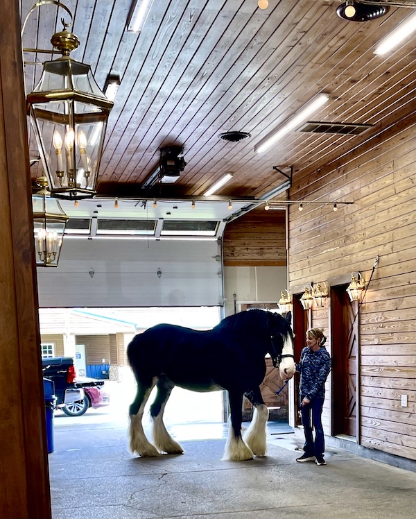 Female trainer seems dwarfed by the giant Express Clydesdale