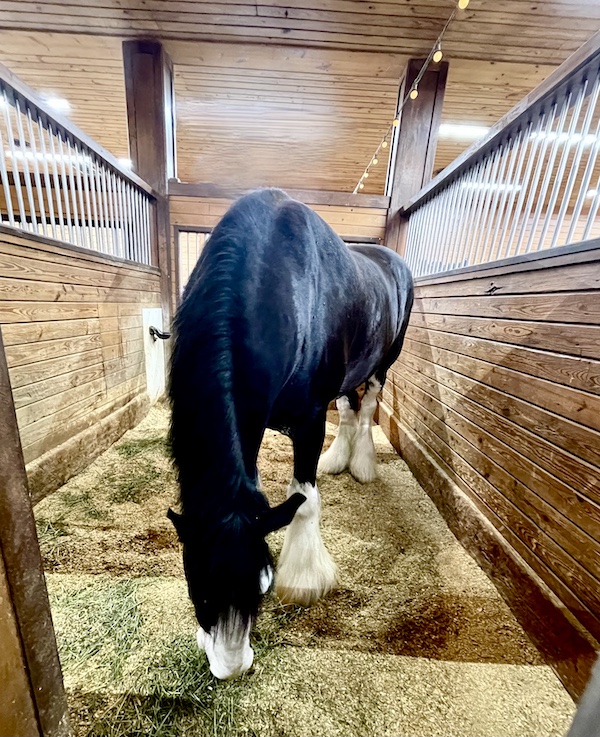Huge black and white clydesdale in his stall at Express Clydesdales Yukon Oklahoma