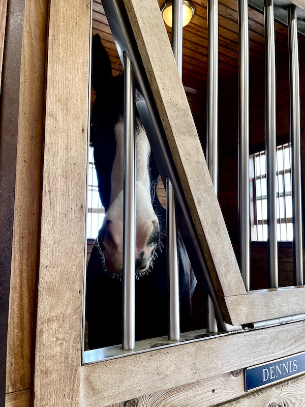 Clydesdale "Dennis" peeking through his stall at Express Clydesdales Yukon Oklahoma
